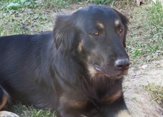 Arronches Adopta