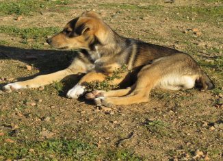 Venda solidária de roupa serve para ajudar animais abandonados