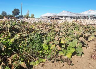 Cerca de 95% dos agricultores foram afetados pela seca no Alto Alentejo