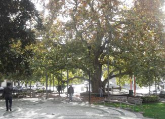 Plátano perde concurso para árvore de Mértola