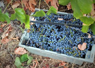 Vindimas no Alto Alentejo